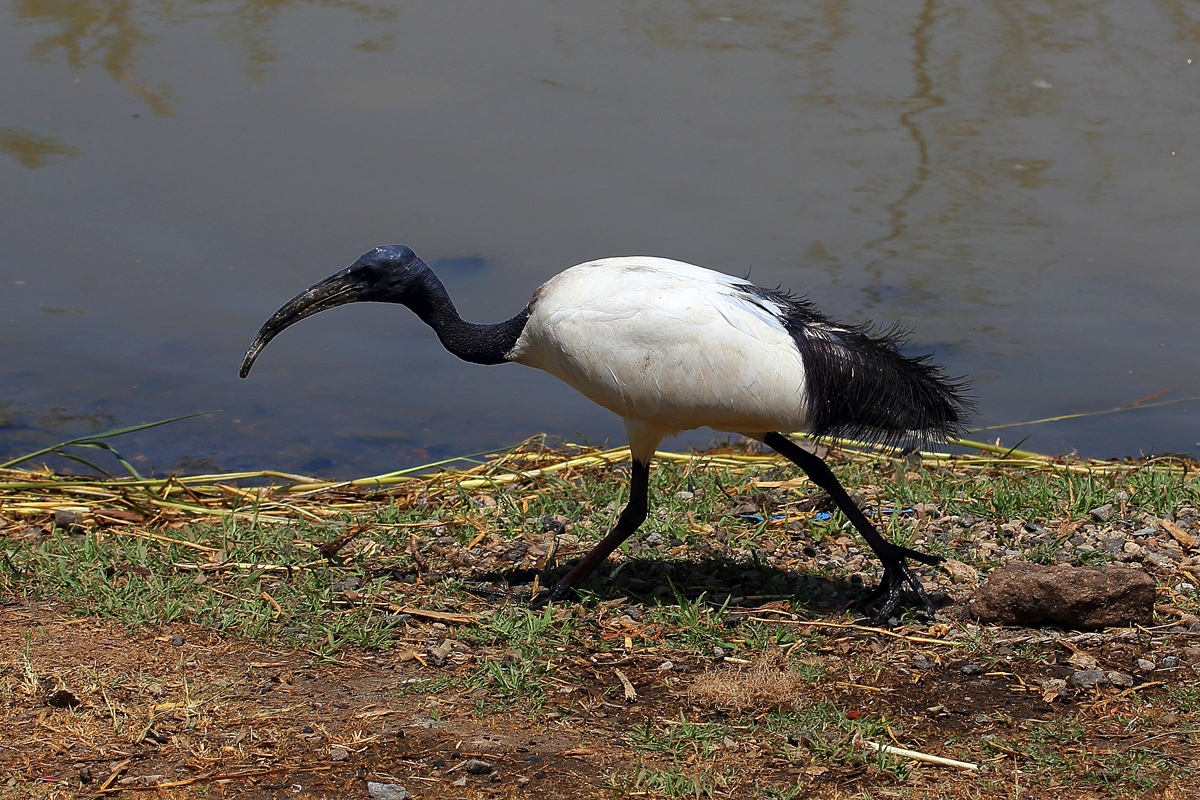 Sacred Ibis